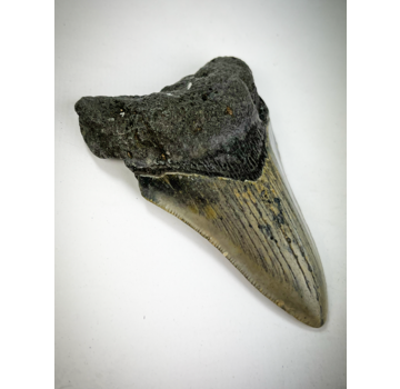 "Grey/Beige Megalodon tooth "Crest in Stone" (US) - 8.5 cm (3.35 inches)