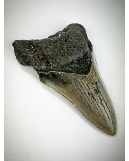 " Dent de mégalodon gris/beige " Crest in Stone " (US) - 8,5 cm (3,35 pouces)