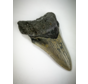 "Grauer/Beiger Megalodon-Zahn "Crest in Stone" (US) - 8,5 cm (3,35 Zoll)