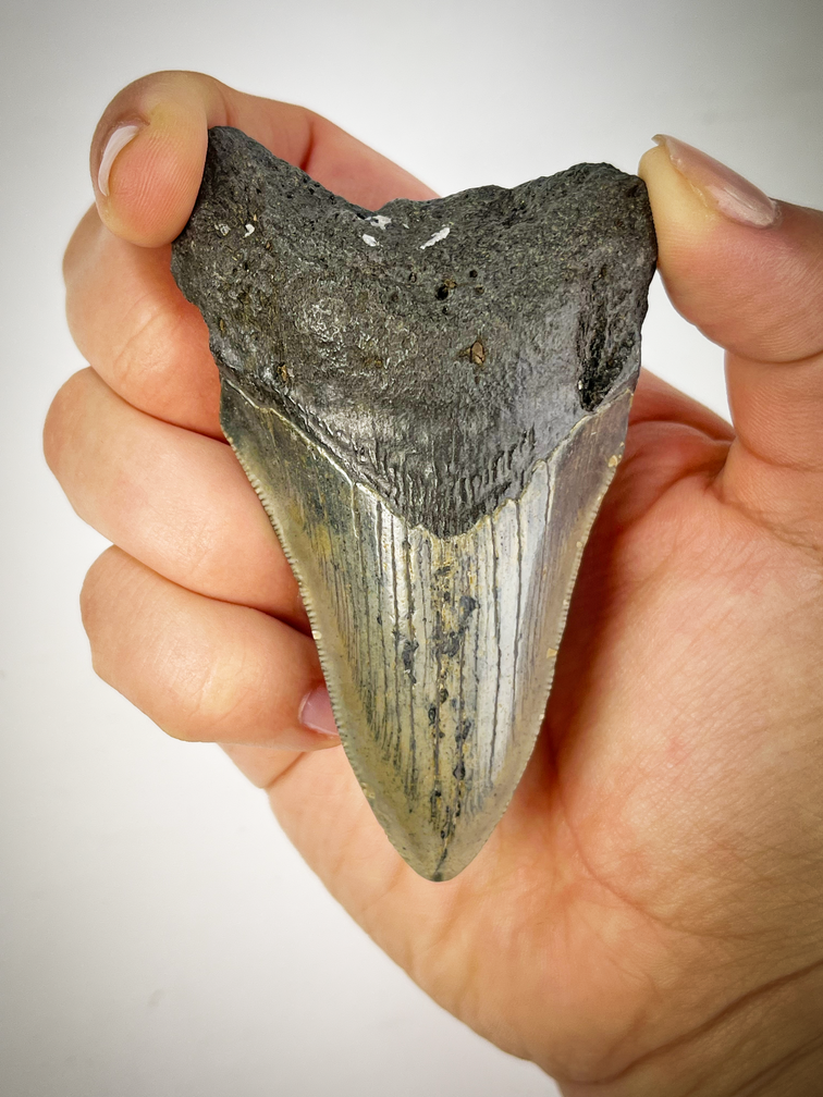 "Grey/Beige Megalodon tooth "Crest in Stone" (US) - 8.5 cm (3.35 inches)