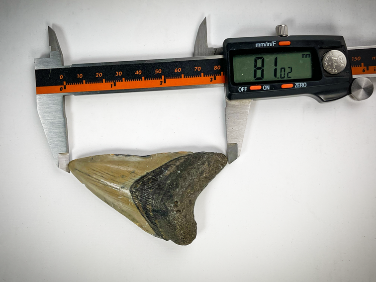 "Beige" Megalodon tand "Family Weapon" (VS) - 8,1 cm (3,19 inch)
