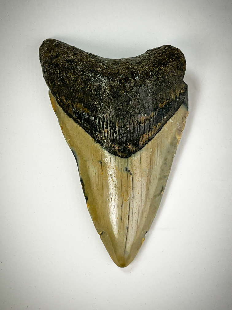 Dente di Megalodon "Beige" " Family Weapon" (USA) - 8,1 cm (3,19 pollici)