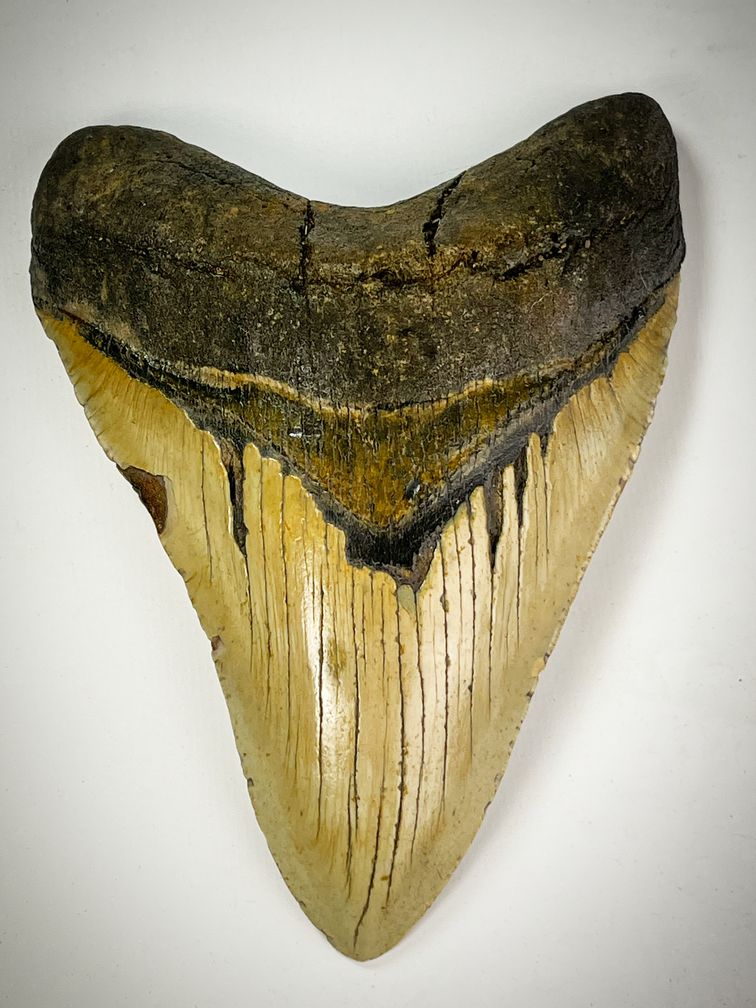 "Beige" Megalodon tooth "Cracked Truth" (US) - 15.1 cm (5.94 inches)