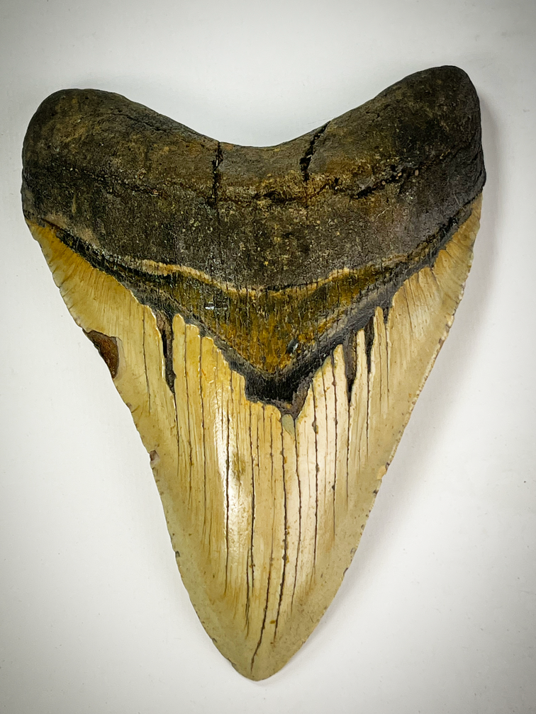 Megalodon tooth "Cracked Truth" (US) - 15.1 cm