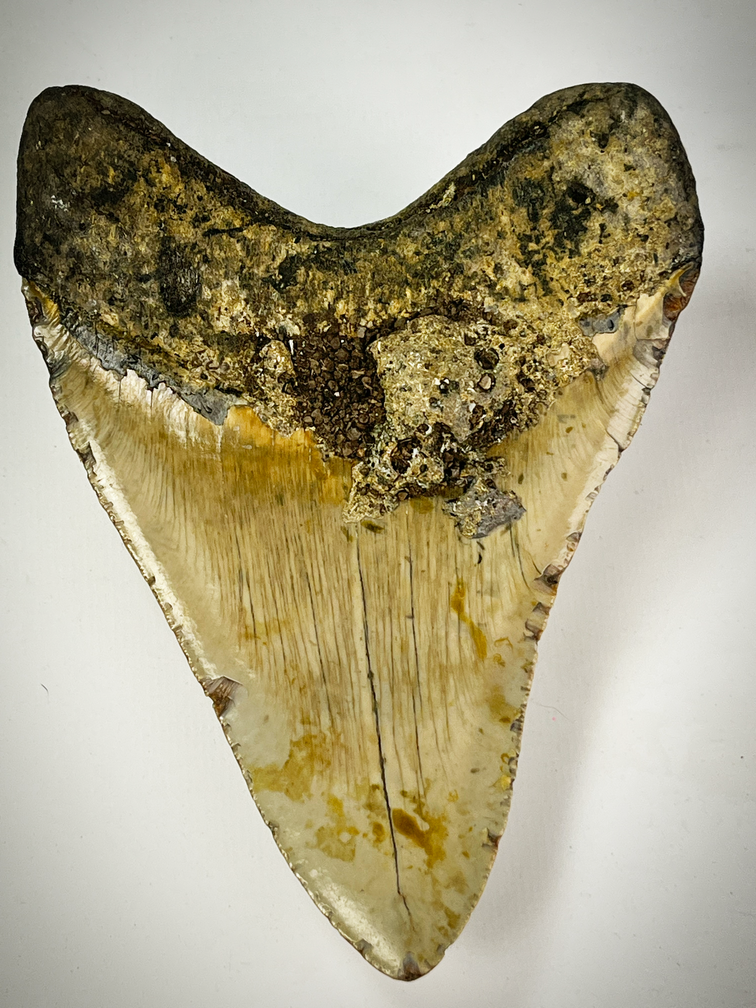 "Beigefarbener Megalodon-Zahn "Cracked Truth" (US) - 15,1 cm (5,94 Zoll)