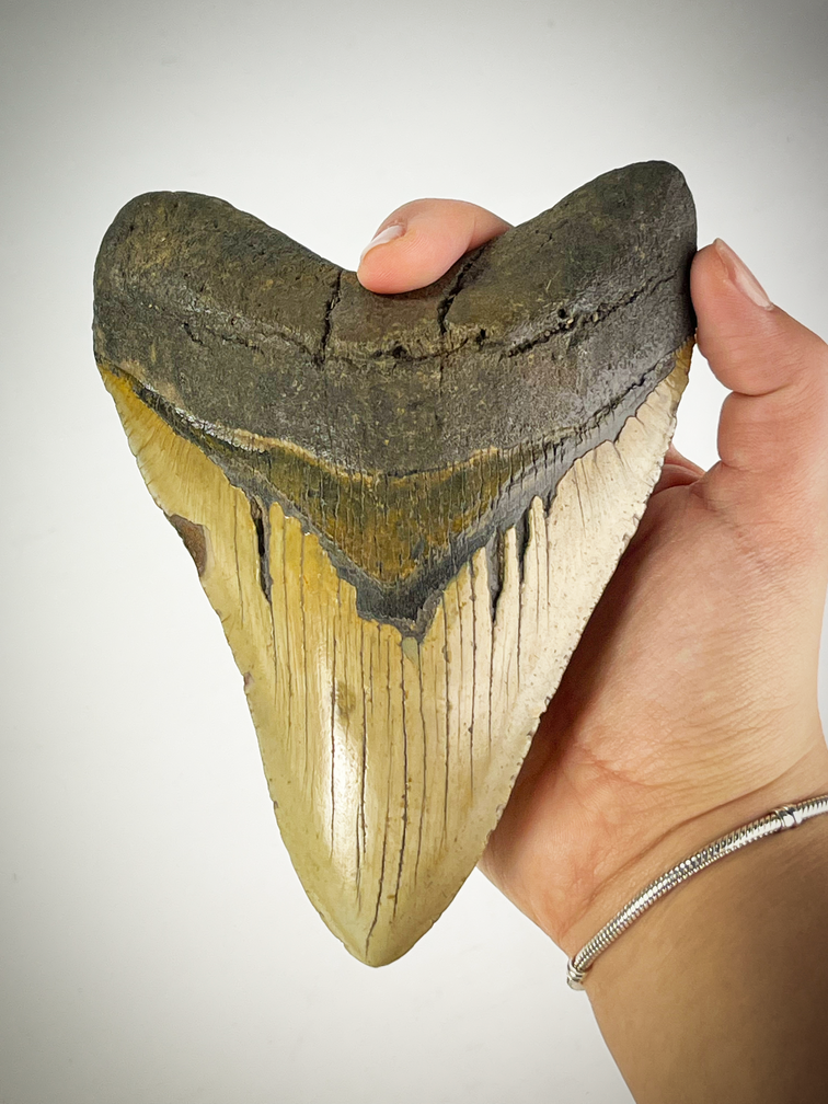 "Beigefarbener Megalodon-Zahn "Cracked Truth" (US) - 15,1 cm (5,94 Zoll)