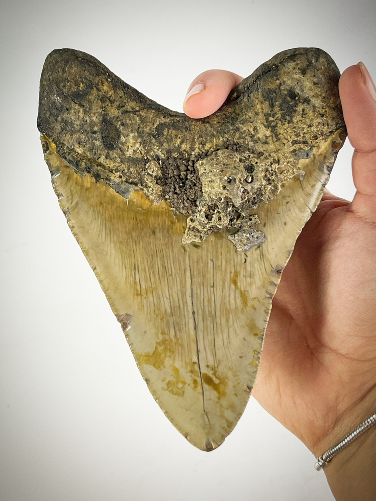 Megalodon tooth "Cracked Truth" (US) - 15.1 cm