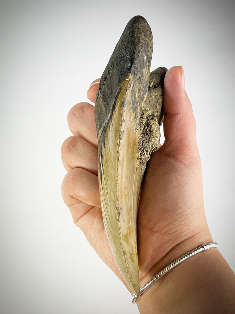 Diente de Megalodon "Beige" "Cracked Truth" (US) - 15,1 cm (5,94 pulgadas)