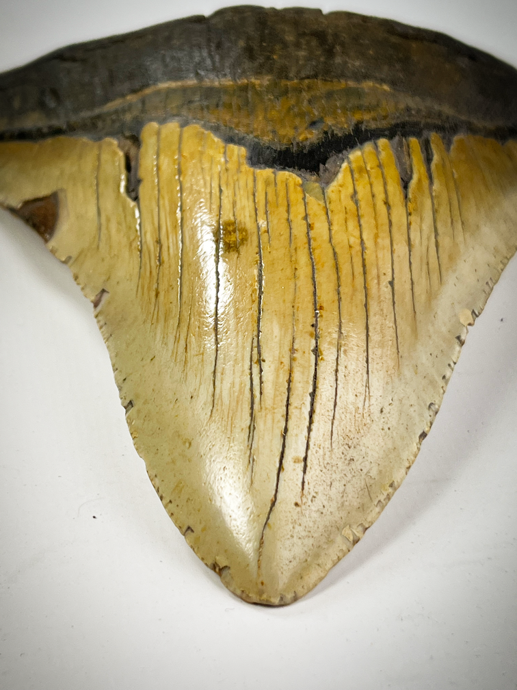 Megalodon tooth "Cracked Truth" (US) - 15.1 cm