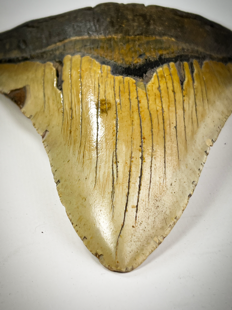 Megalodon-Zahn "Cracked Truth" (US) - 15,1 cm