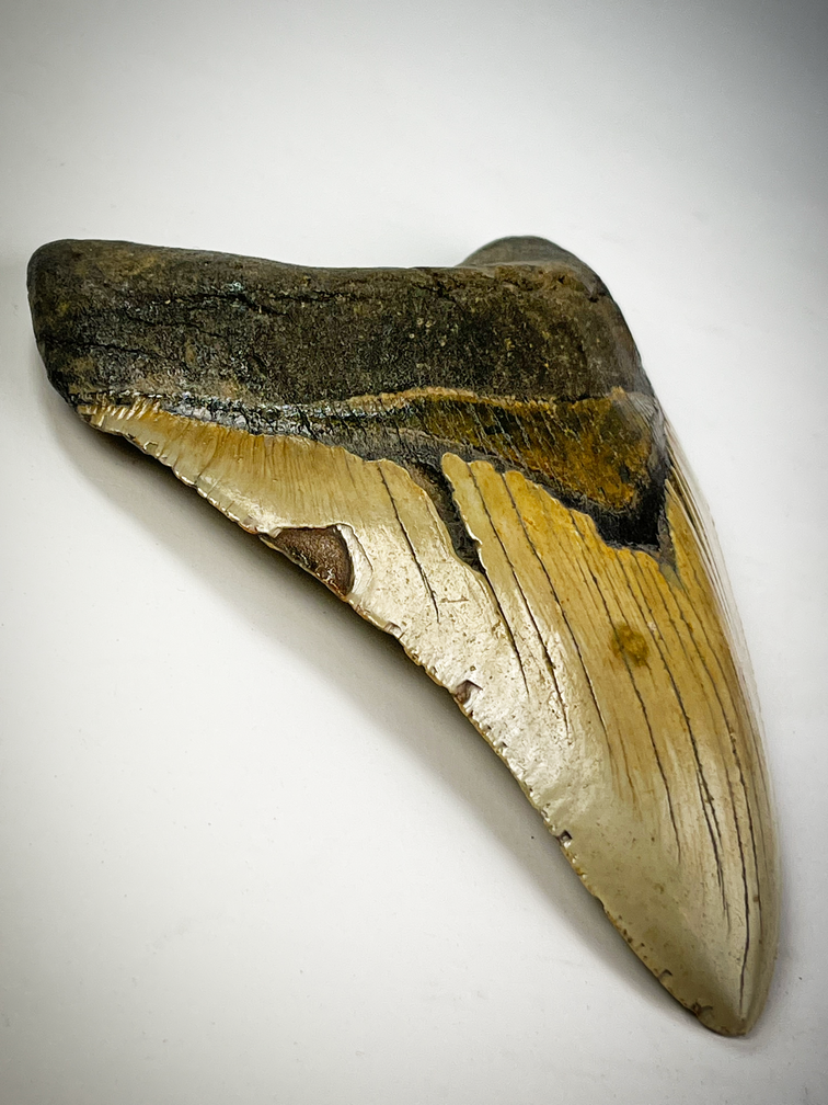 Dente di Megalodon "Beige" "Cracked Truth" (USA) - 15,1 cm (5,94 pollici)