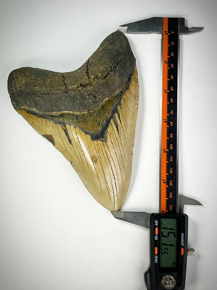 Dent de Megalodon "Cracked Truth" (US) - 15.1 cm