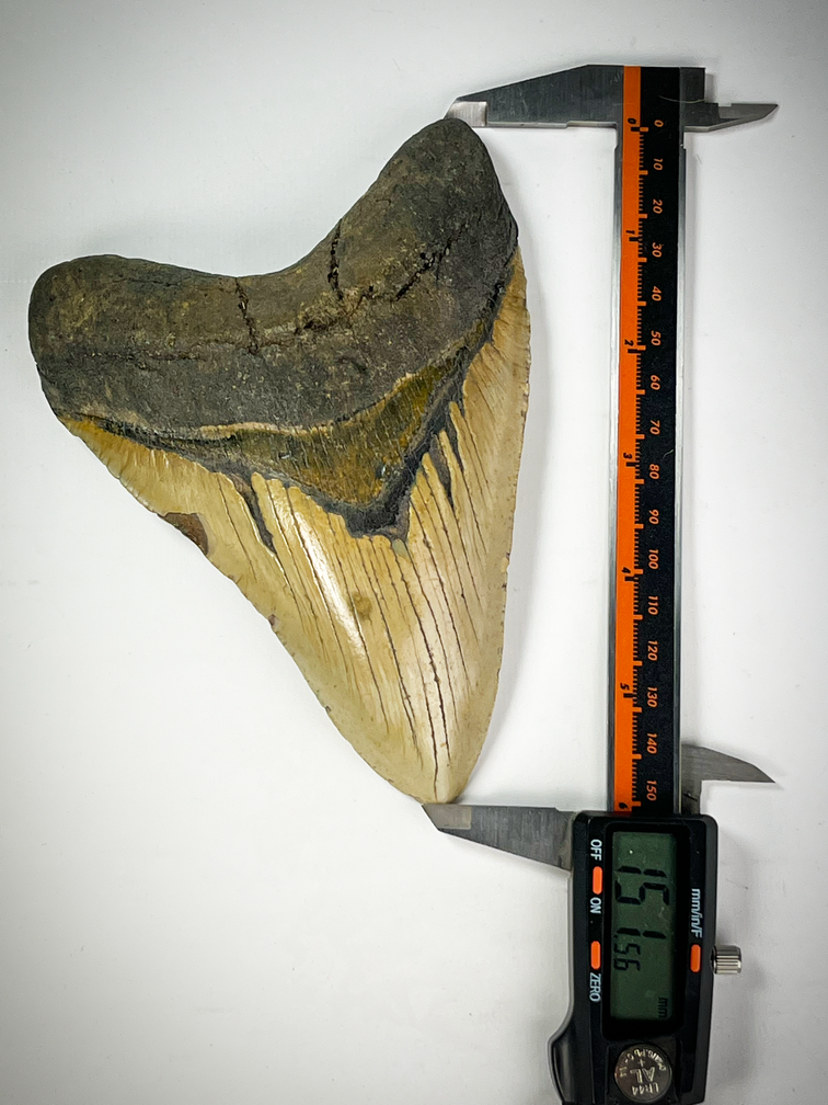 Megalodon tand "Cracked Truth" (VS) - 15.1 cm