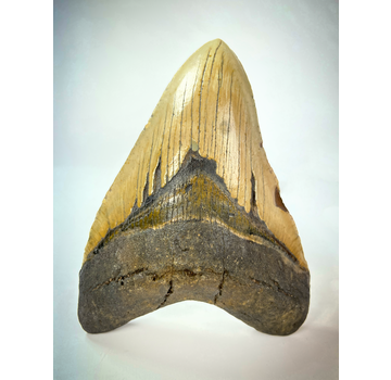 Dent de Megalodon "Cracked Truth" (US) - 15.1 cm