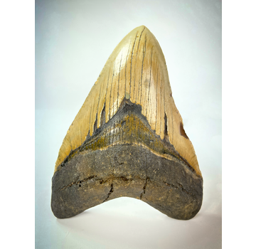 Dente di Megalodon "Cracked Truth" (USA) - 15,1 cm