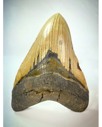 Megalodon tooth "Cracked Truth" (US) - 15.1 cm