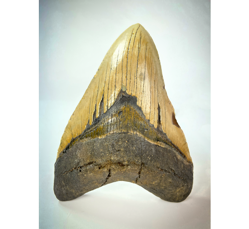 Dent de Megalodon "Beige" "Cracked Truth" (US) - 15.1 cm (5.94 inches)