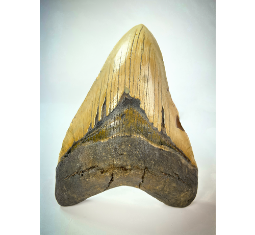 Megalodon tand "Cracked Truth" (VS) - 15.1 cm