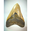 Megalodon-Zahn "Cracked Truth" (US) - 15,1 cm