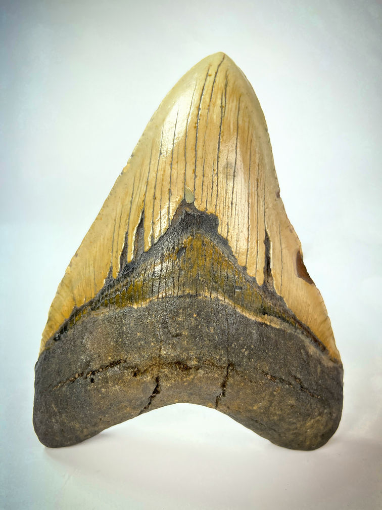 Megalodon tooth "Cracked Truth" (US) - 15.1 cm