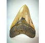 Diente de Megalodon "Cracked Truth" (US) - 15,1 cm