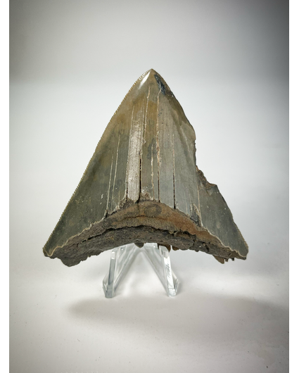 'Grey' Megalodon tooth 'Battleworn Pendant' (US) - 7.1 cm (2.80 in) 75% tooth