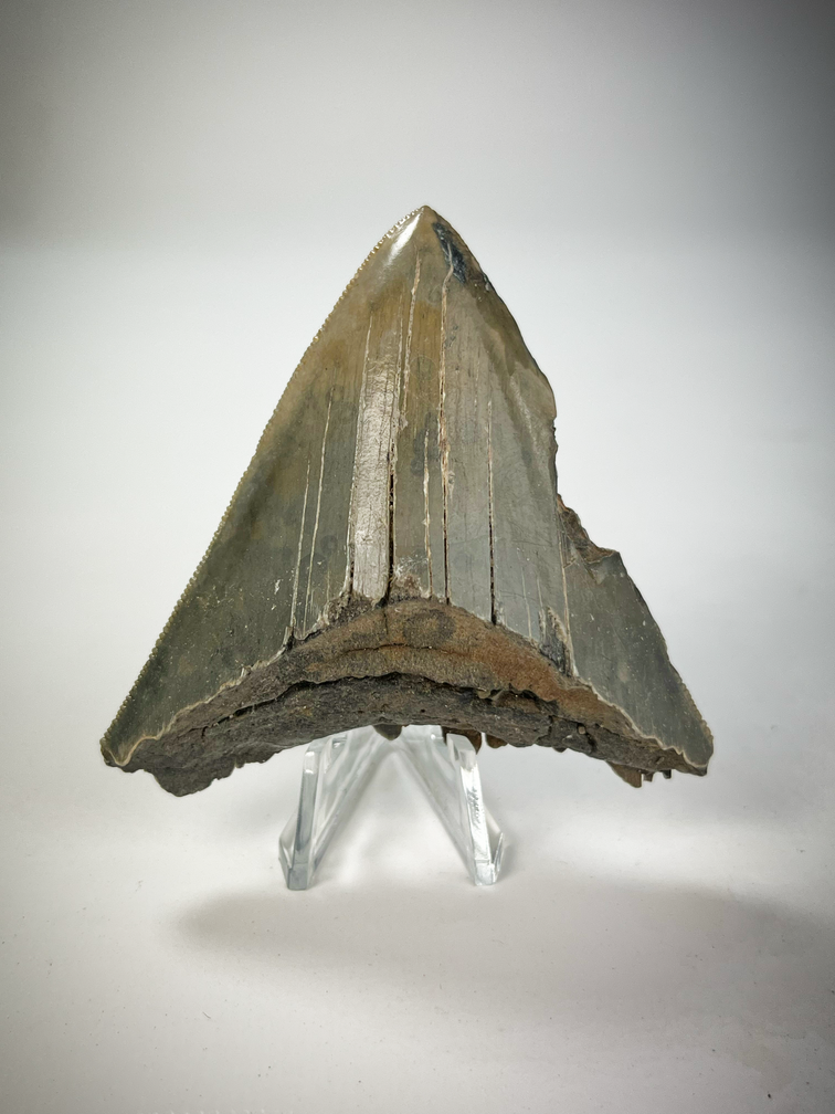 'Grijze' Megalodon tand 'Battleworn Pendant'  (VS) - 7,1 cm (2,80 inch)75% tand