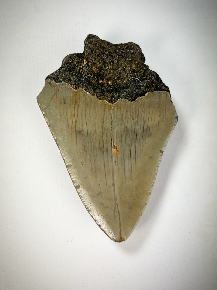 Dente di Megalodon "beige" " Shard of the Core" (US) 7,4 cm (2,91 pollici)