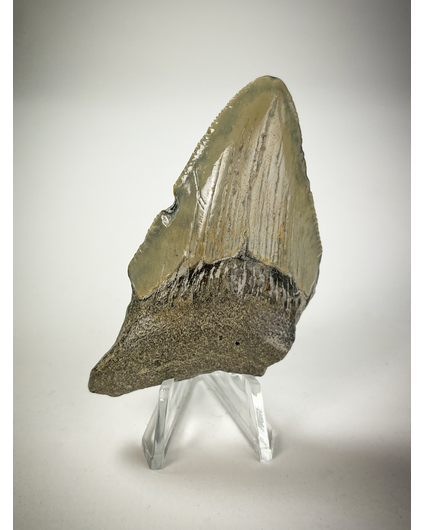 Dent de mégalodon "beige" " Vulcanic Shard " (US) 6.9 cm (2.72 in)