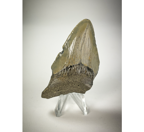 Dente di Megalodon "beige" " Vulcanic Shard" (US) 6,9 cm (2,72 in)