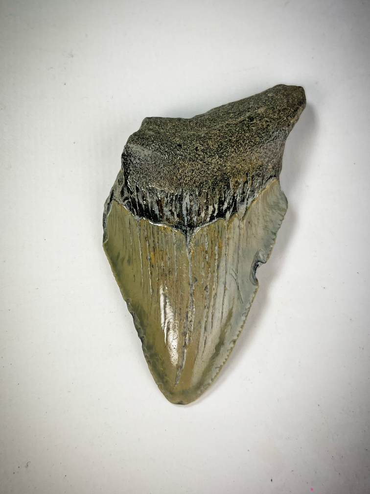 "Beige" Megalodon Tand "Vulcanic Shard" (VS) 6,9 cm (2,72 inch)