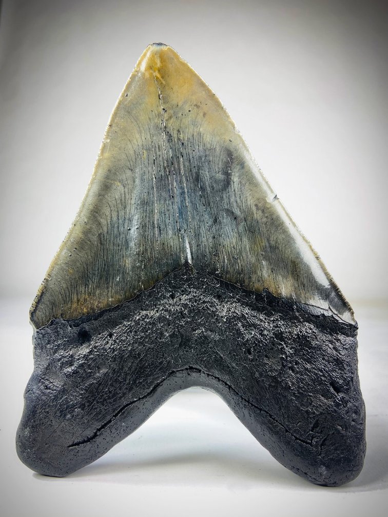 "Multicoloured" Megalodon Tooth "The Brute" (US) 15.6 cm - (6.14 in)