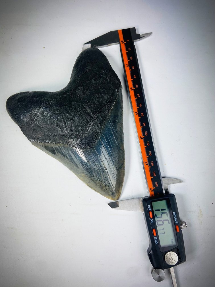 "Multicoloured" Megalodon Tooth "The Brute" (US) 15.6 cm - (6.14 in)