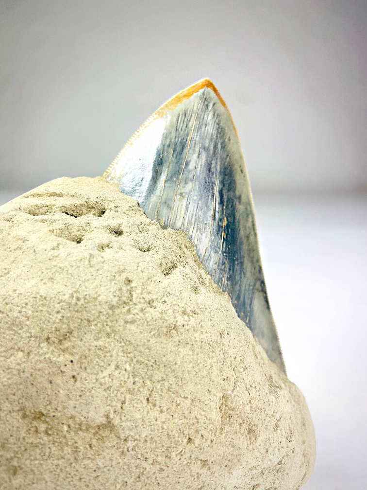 Dente di Megalodon "grigio" nella matrice "Sword in Stone" (Indonesia) - 12 cm (4,72 pollici)