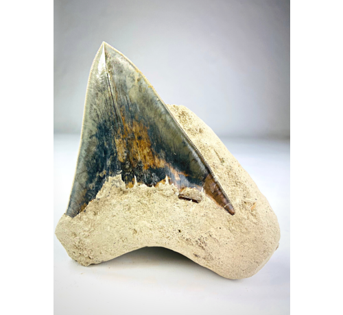 Dente di Megalodon nella matrice "Sword in Stone" (Indonesia) - 12 cm