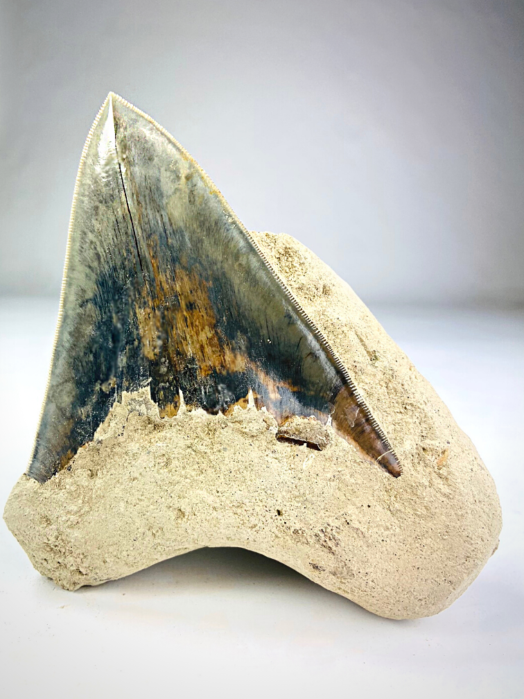 "Grey" Megalodon tooth in Matrix "Sword in Stone" (Indonesia) - 12 cm (4.72 inches)