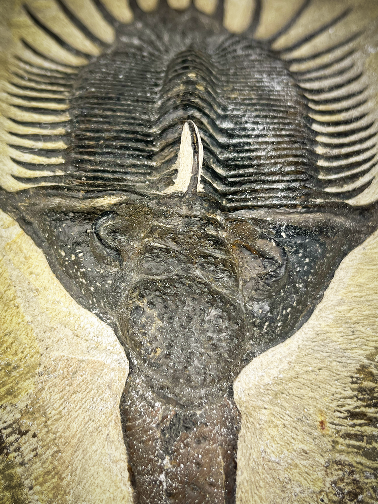 Trilobiet Psychopyge in Matrix - 27 cm (10,63 inch)