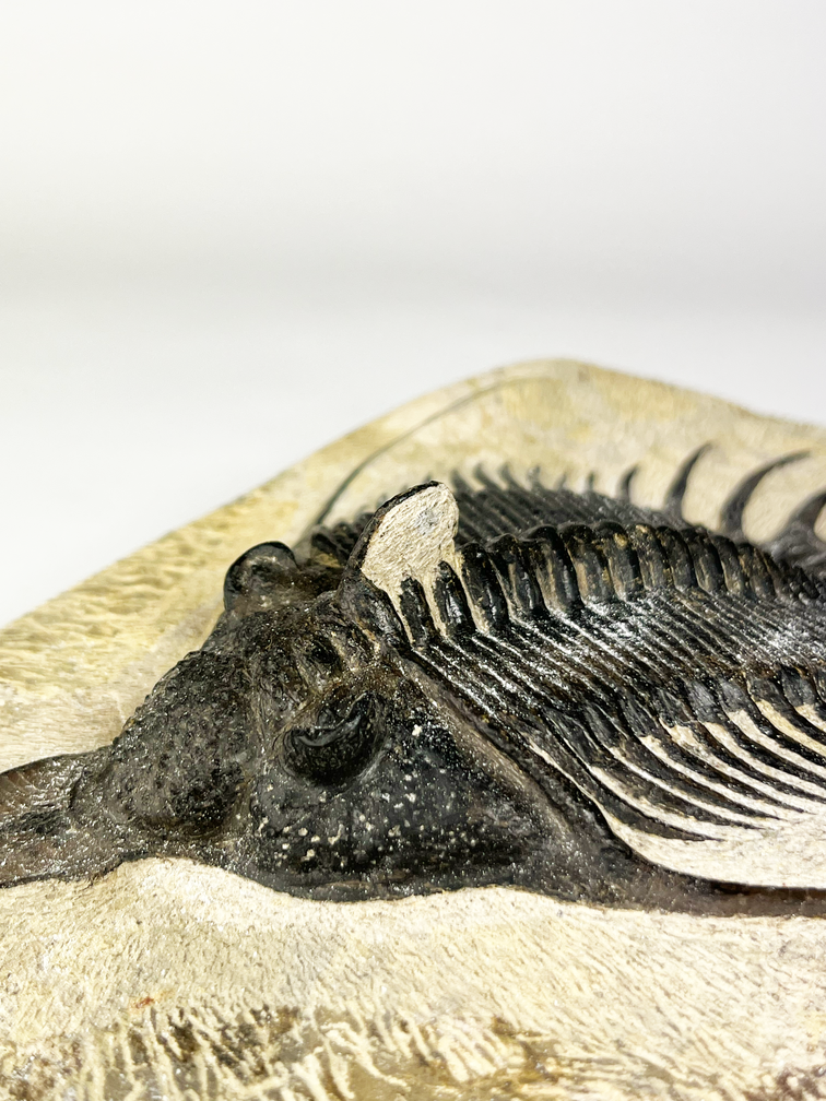 Trilobit Psychopyge in Matrix - 27 cm (10,63 inch)