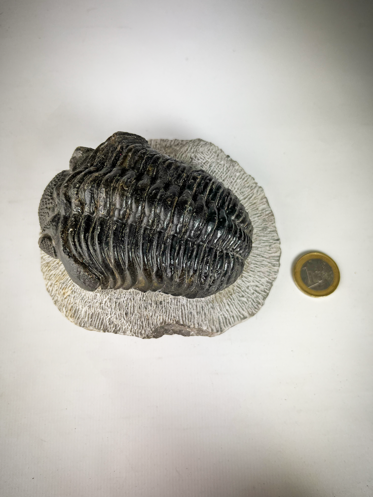 Drotops de trilobites en matriz - 11,7 cm (4,61 pulgadas)