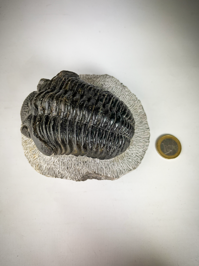 Trilobit Drotops in Matrix - 11,7 cm (4,61 Zoll)