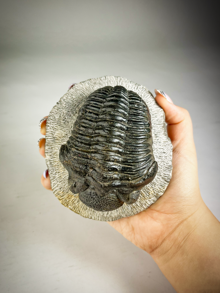 Trilobite Drotops in Matrix - 11.7 cm (4.61 inches)