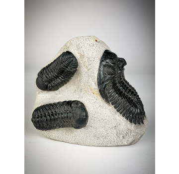 Trilobite 2 Phacops and 1 Hollardops in Matrix - 12.8 cm (5.04 inches)