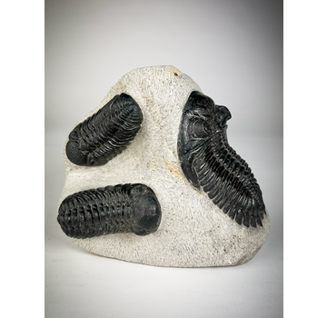 Trilobite 2 Phacops y 1 Hollardops en matriz - 12.8 cm (5.04 pulgadas)