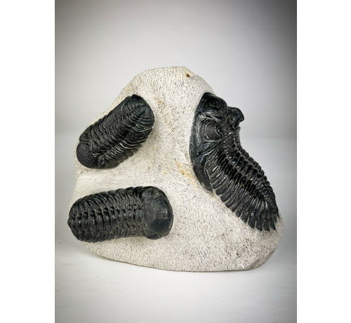 Trilobite 2 Phacops et 1 Hollardops dans la matrice - 12.8 cm (5.04 inches)