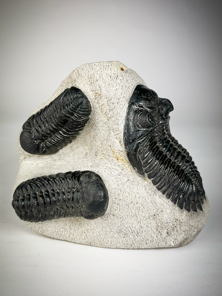 Trilobite 2 Phacops et 1 Hollardops dans la matrice - 12.8 cm (5.04 inches)