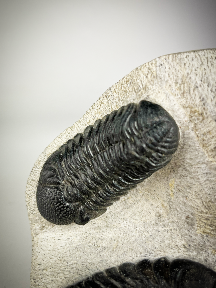 Trilobit 2 Phacops und 1 Hollardops in Matrix - 12,8 cm (5,04 Zoll)