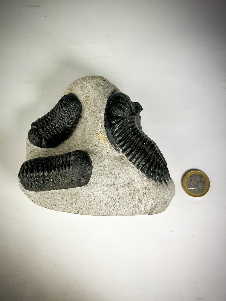 Trilobiet 2 Phacops en 1 Hollardops in Matrix - 12.8 cm (5,04 inch)