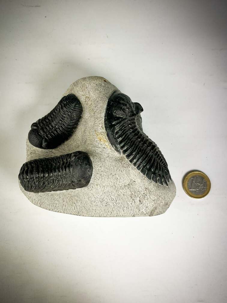 Trilobite 2 Phacops et 1 Hollardops dans la matrice - 12.8 cm (5.04 inches)