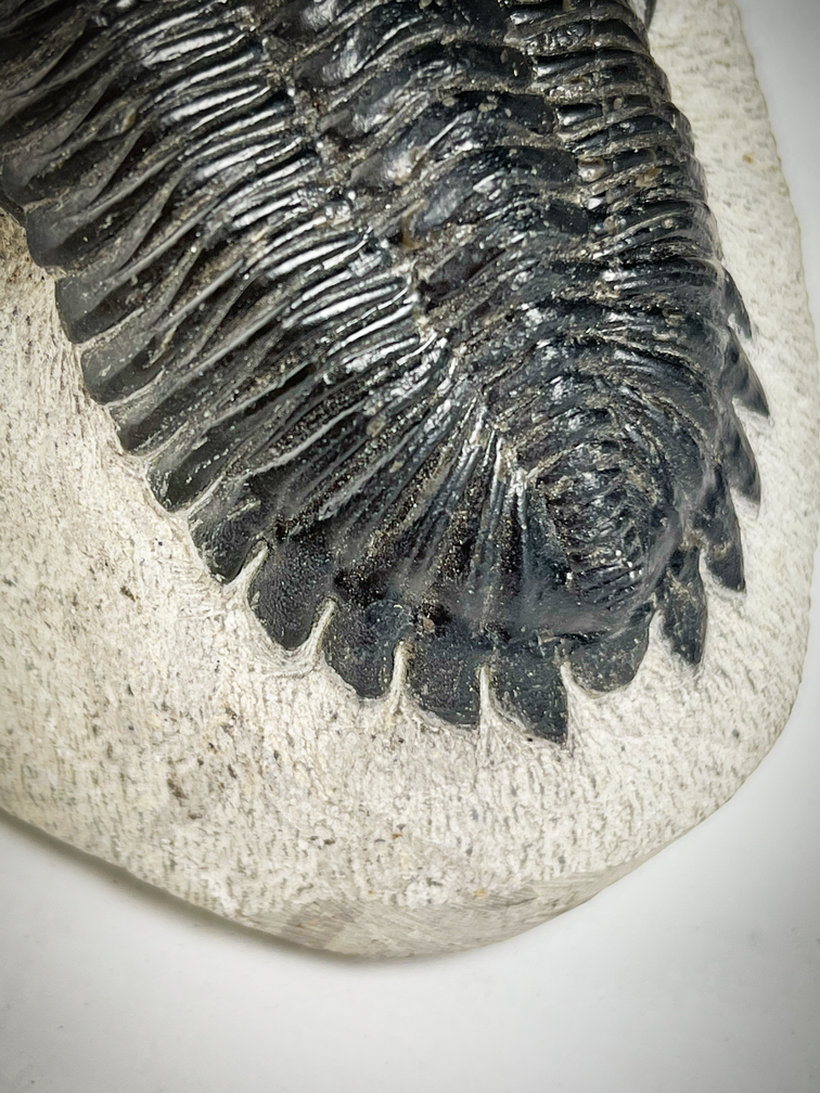Trilobit 2 Phacops und 1 Hollardops in Matrix - 12,8 cm (5,04 Zoll)