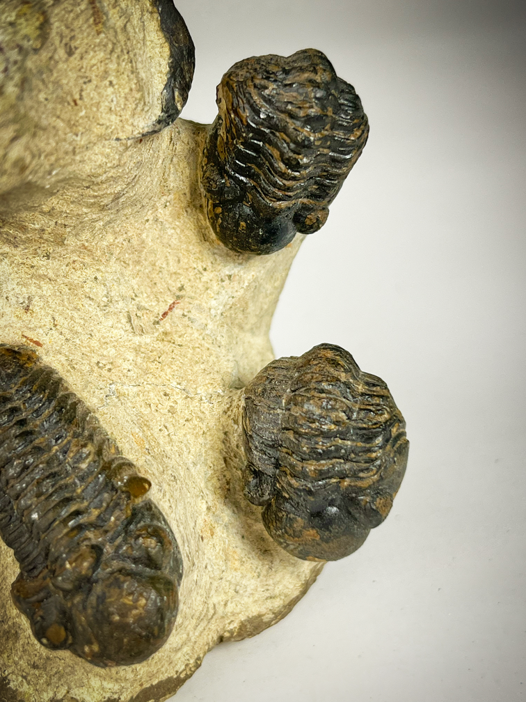 Trilobieten formatie Reedops in Matrix - 11.4 cm (4,49 inch)